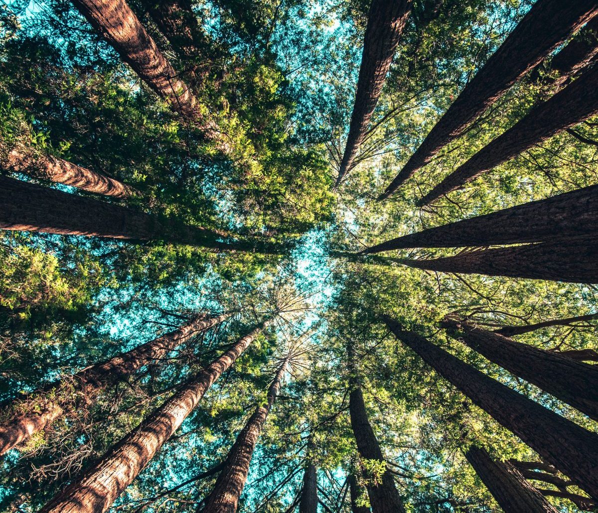 Engagement forêts Devillard